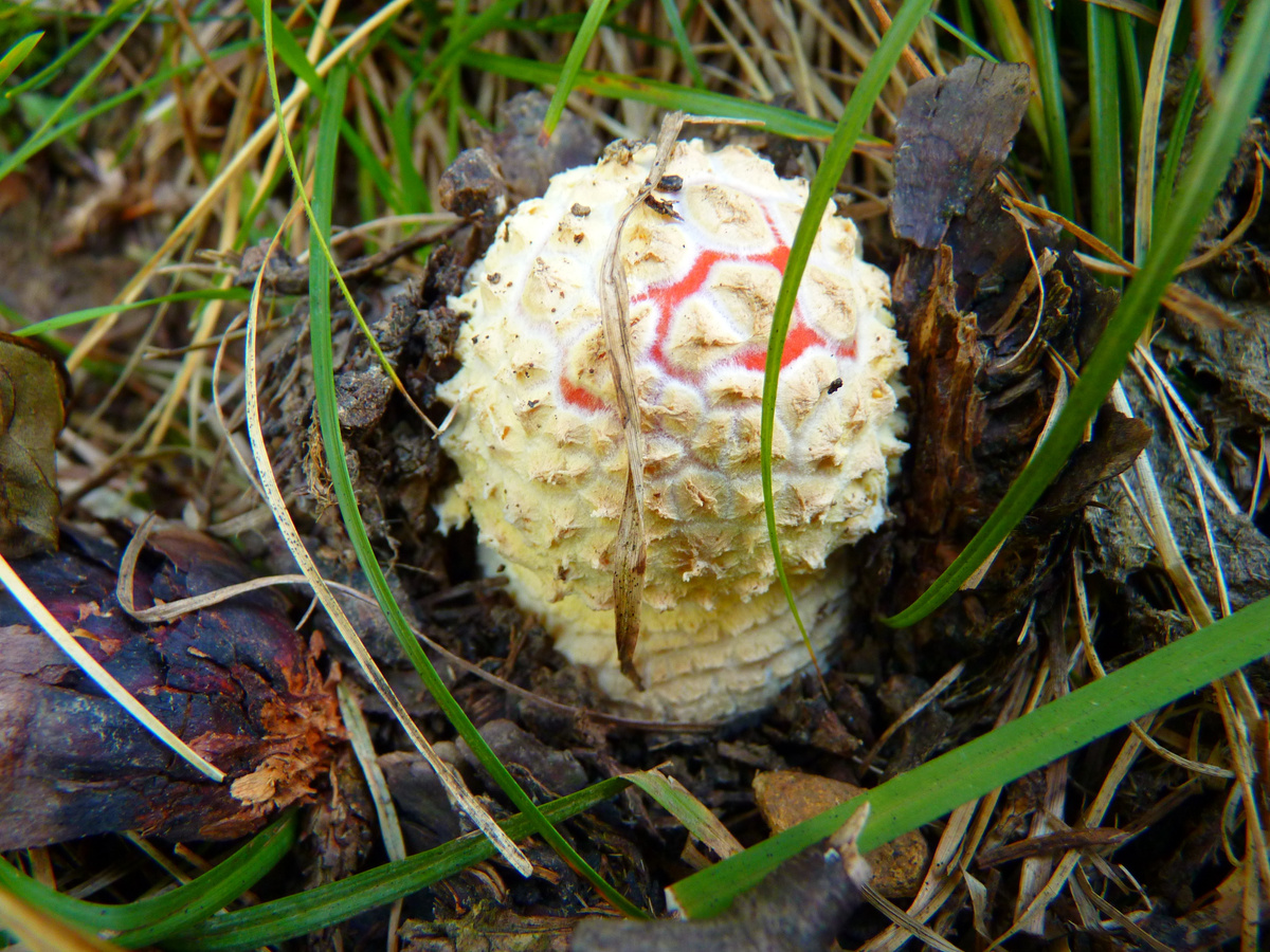 Stinkhorn Mushroom on the Ground