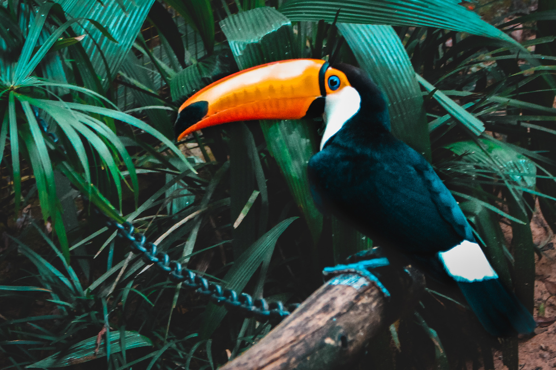 Selective Focus Photo Of Toco Toucan Perched