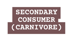 secondary Consumer carnivore