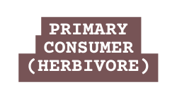 Primary Consumer Herbivore