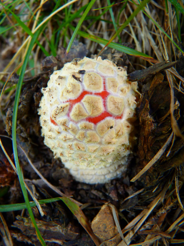 Stinkhorn Mushroom on the Ground